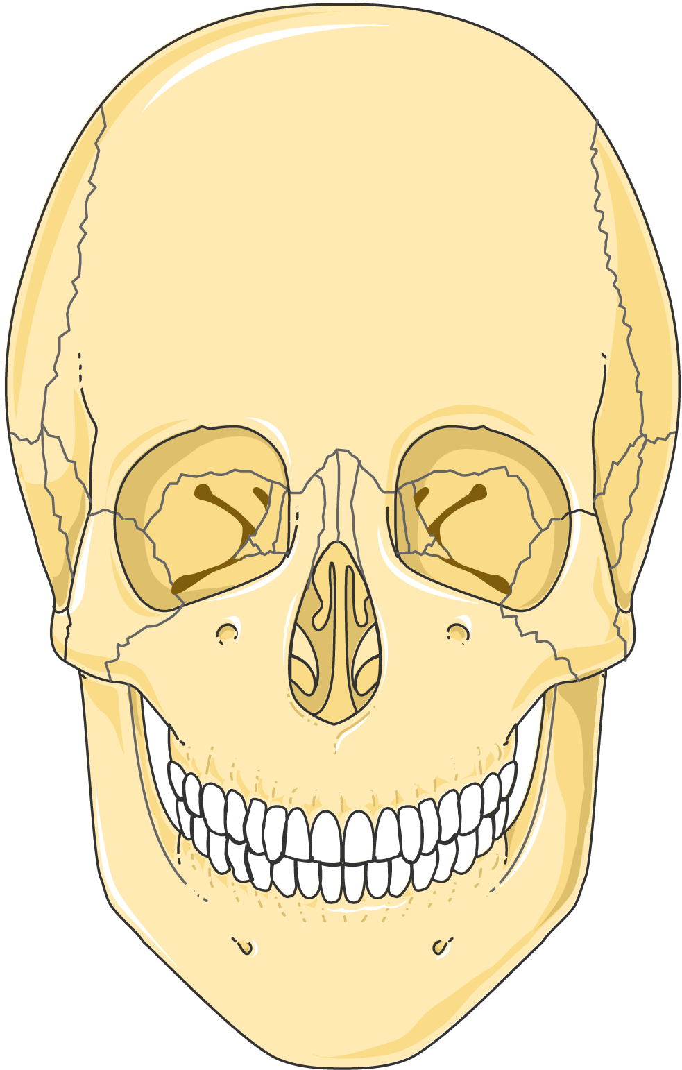 Servier Drawing Bones of skull anterior no labels AnatomyTOOL